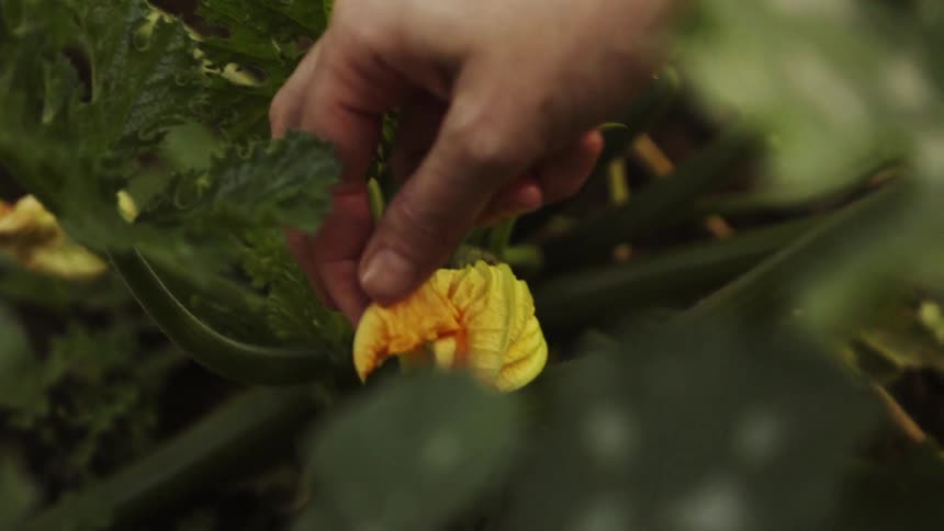 A person examines a plant in a garden