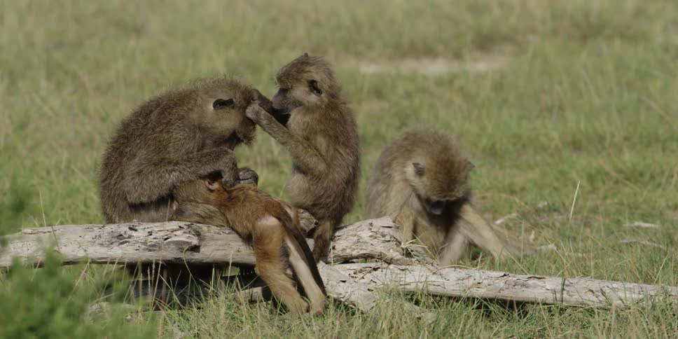 Group of monkeys sitting on a branch on the ground