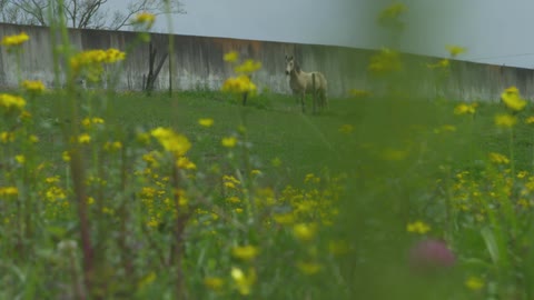 A rack focus shot shifts from a lone horse on a green hill to the yellow wildflowers in the foreground