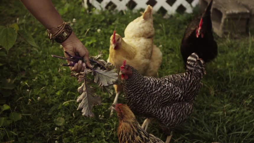 Chickens peck at lettuce leaves