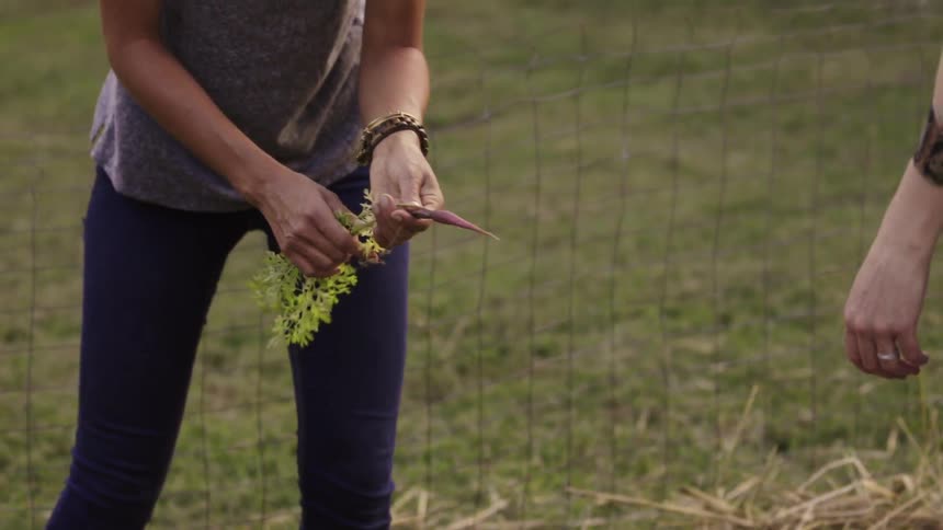 Woman pulling a carrot from the ground and then handing it to another that has a bowl full of them