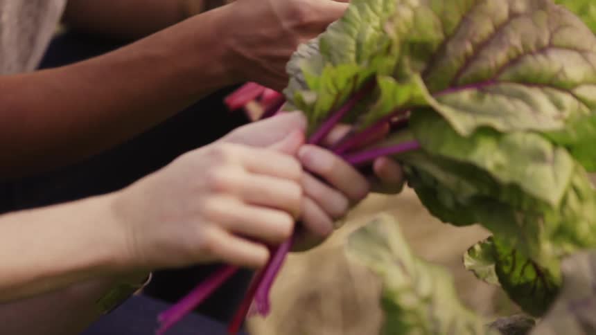Two people pick lettuce out of a small garden
