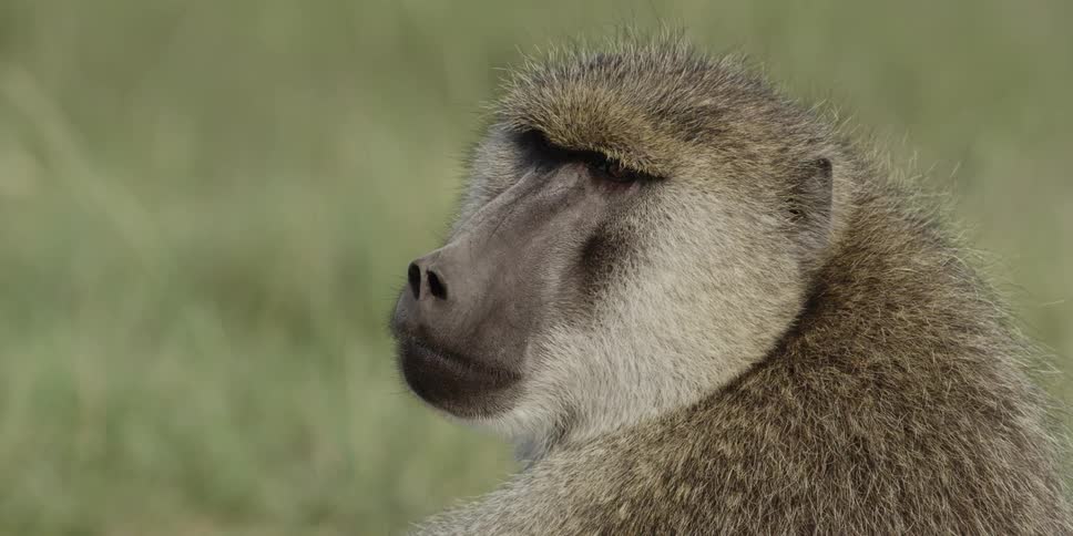 Baboon in a field looks around