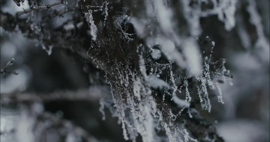 White substance hanging from tree branches