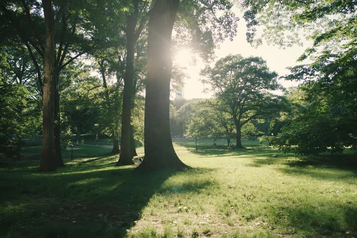 A serene tracking shot through a sun-drenched Central Park reveals a lush green landscape with people relaxing in the distance