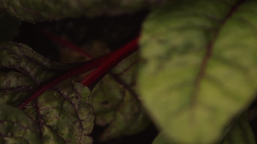 Green leaves with purple veins