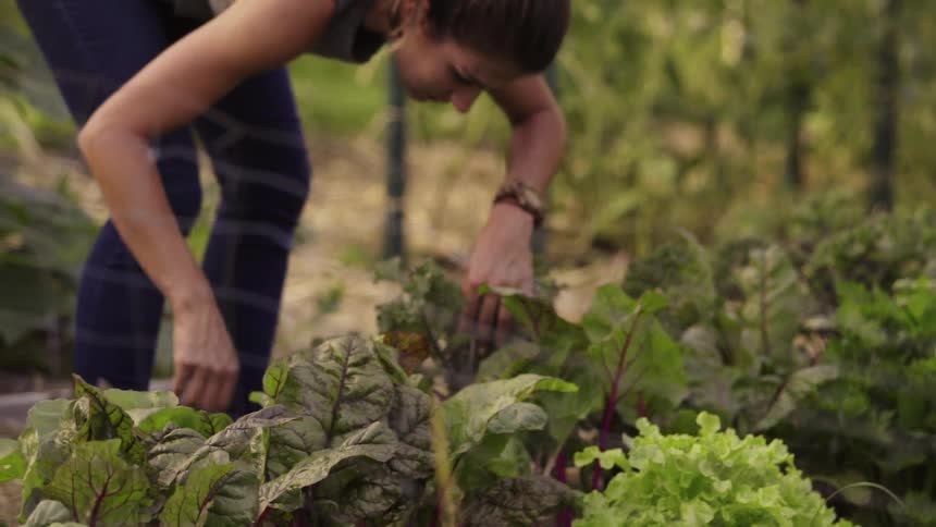 A woman pulls leaves from a plant