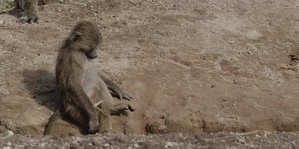 Monkey taking care of its baby