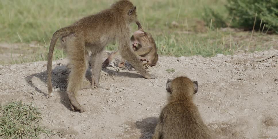 A young monkey climbing onto some dirt and rocks, somersaulting while an older monkey follows it and then sits next to it