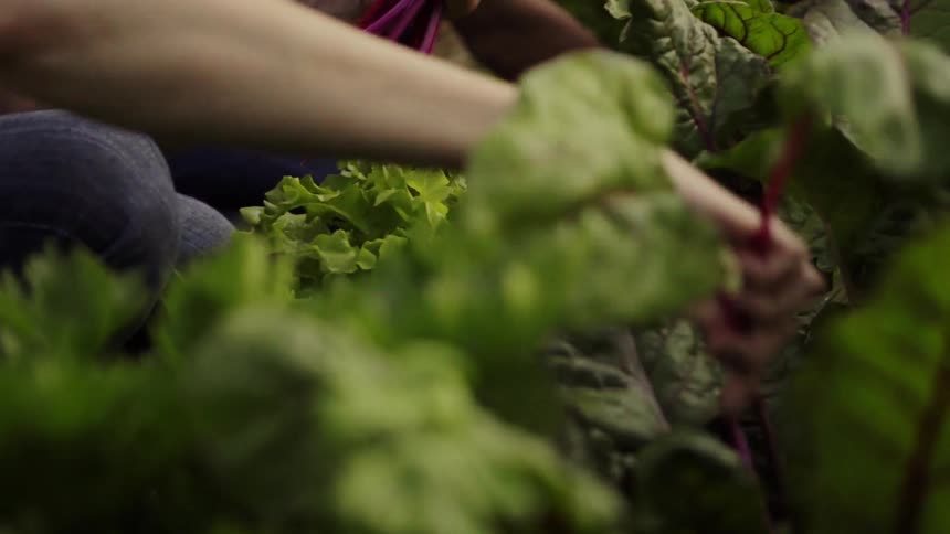 Two women are picking leafy greens and vegetables from a garden