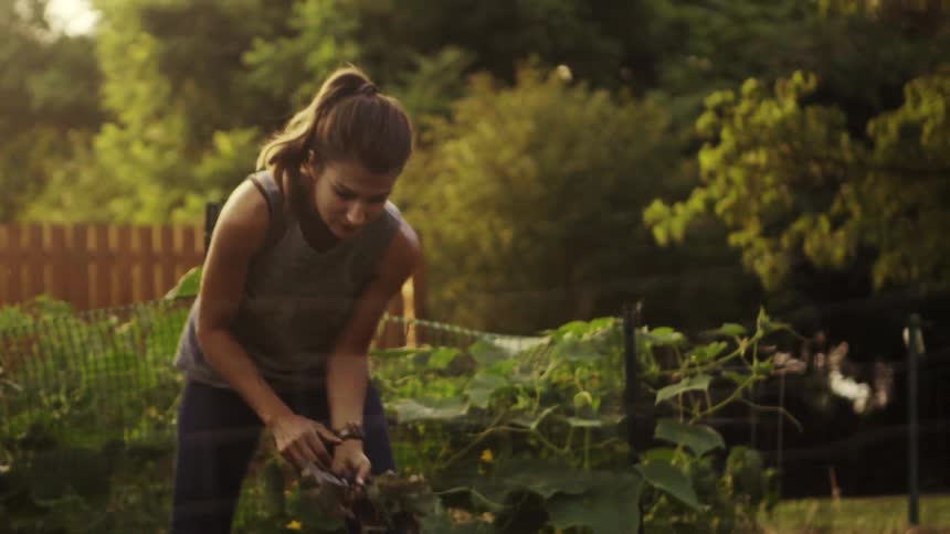 A woman is picking greens from her garden