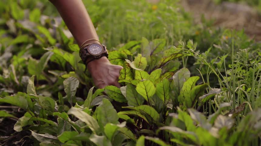 Person picks a plant out of a large garden
