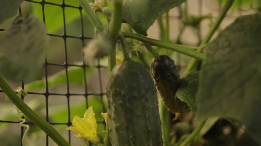 Cucumbers grow on a vine in a garden