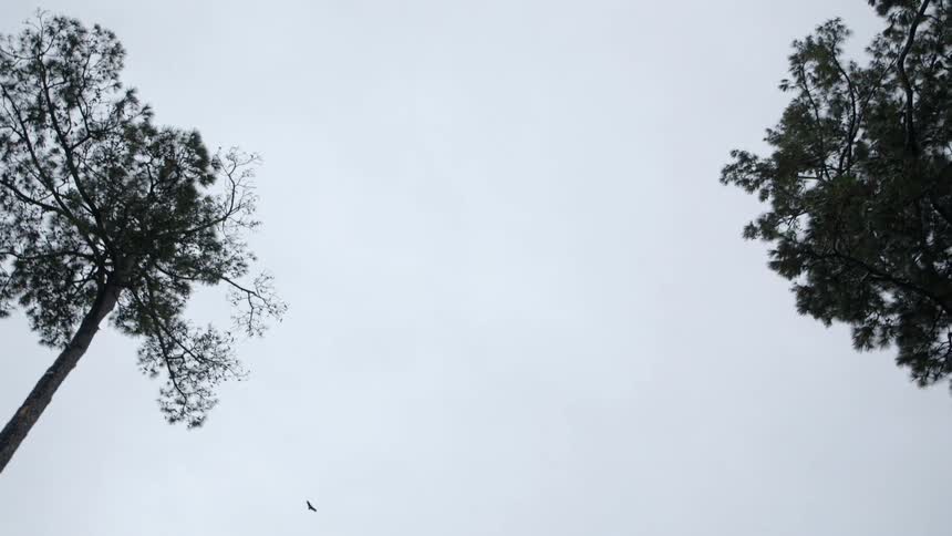Two birds fly high above the treetops