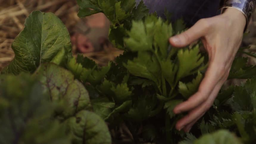 Woman inspecting some vegetation outdoors
