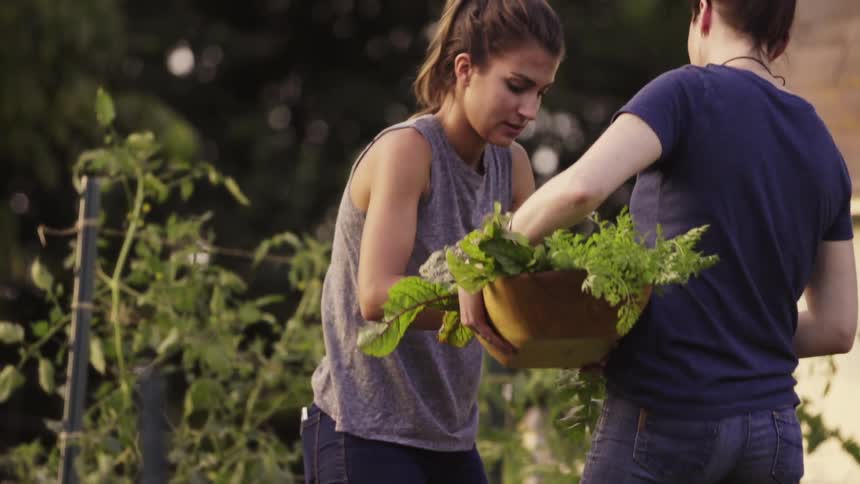 A woman lifts up vegetables from a garden to put in a basket