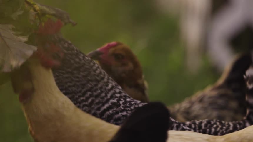 Chickens peck at lettuce leaves