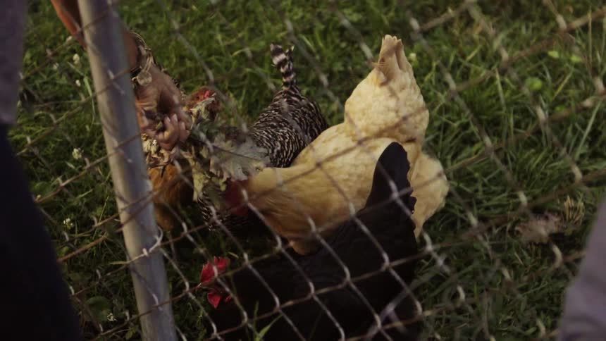 Chickens peck at lettuce leaves