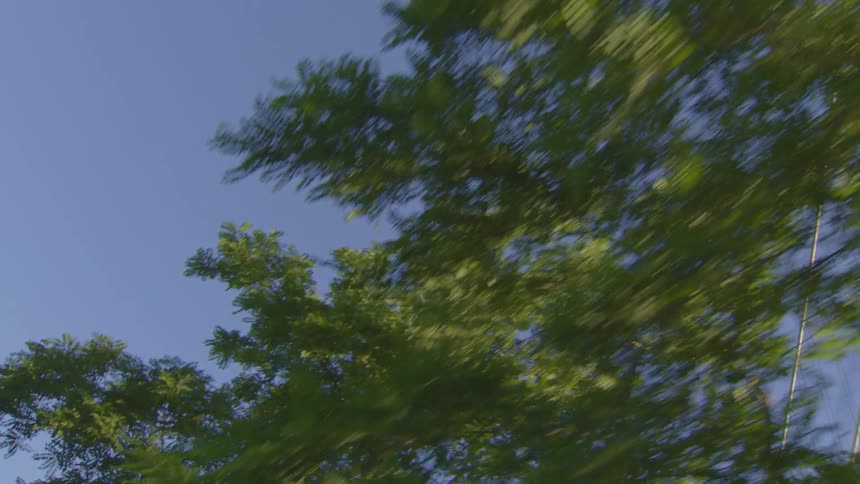 Disorienting low-angle point-of-view shot moving quickly under a canopy of green trees against a clear blue sky