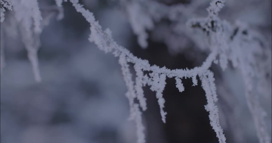 Ice crystal form and hang from a tree branch