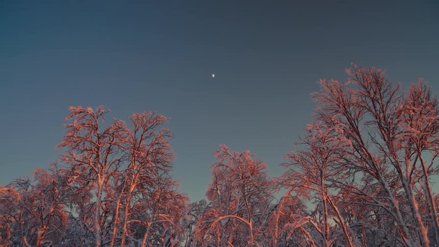 A crescent moon hangs in the clear twilight sky above snow-covered trees bathed in the pink glow of sunset
