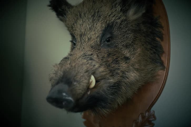 A spooky, atmospheric close-up shot of a taxidermied wild boar's head mounted on a wooden plaque