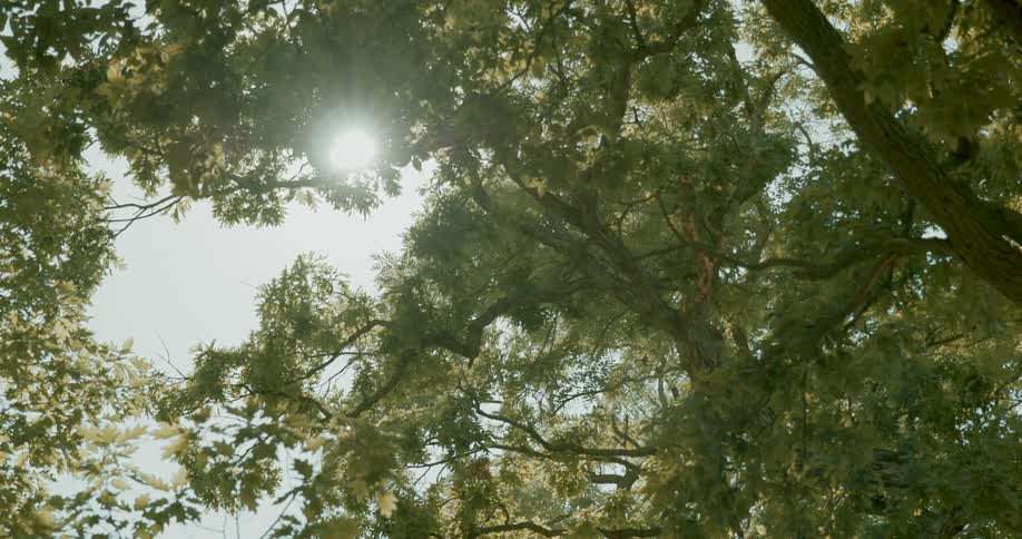 The bright sun shines through the green leaves of a gently swaying tree in a peaceful forest