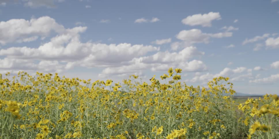 The flowers are tall and yellow