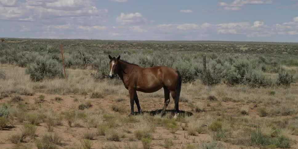 A lone horse is standing on a field