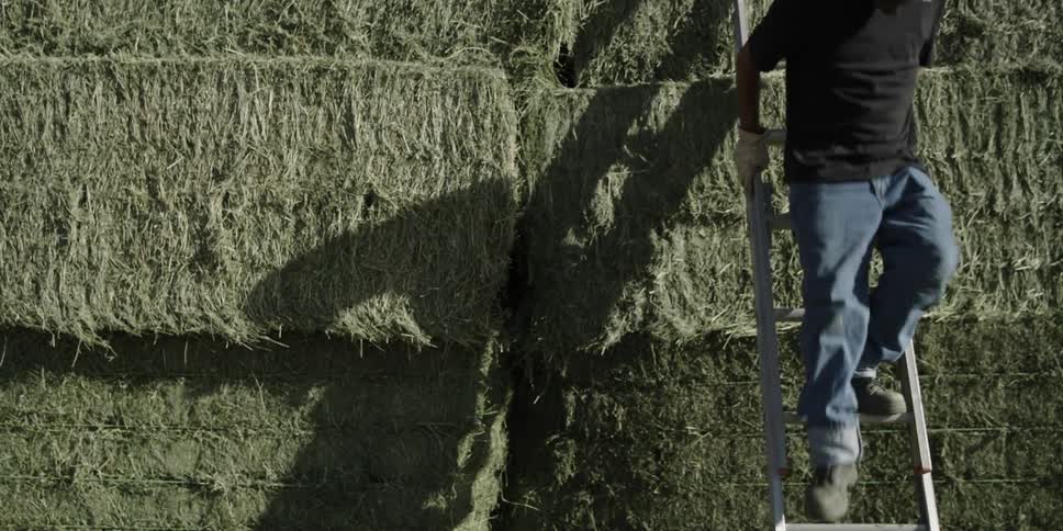 Person climbs down a ladder leaning against large hay bales