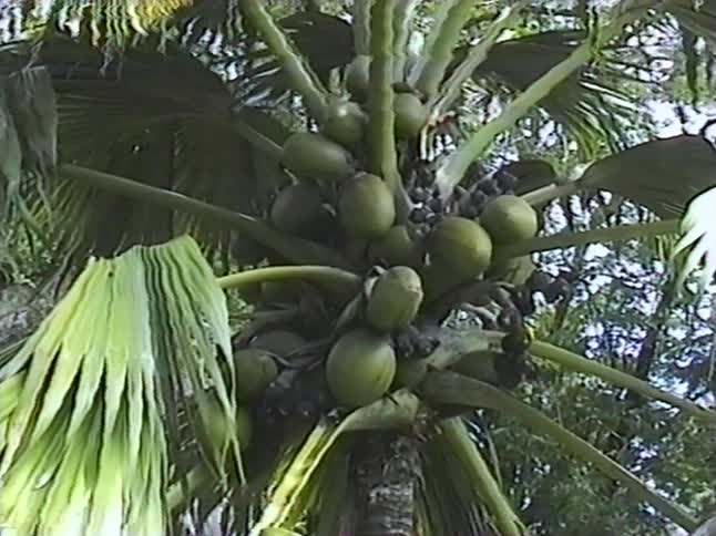 Vintage VHS footage shows a close-up of a fan palm tree laden with green fruit in a tropical setting