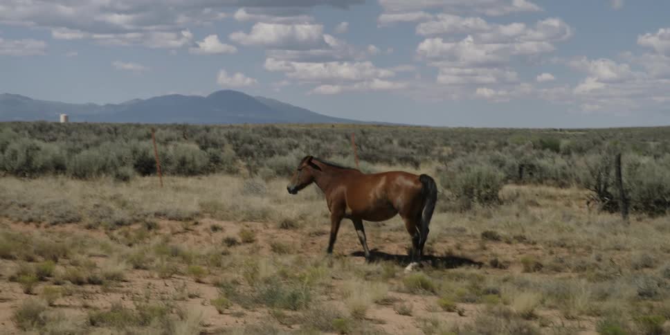 Horse walking across a field on a cloudy day