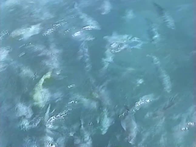 Vintage VHS footage captures an overhead view of a large school of fish frenetically swimming in murky water