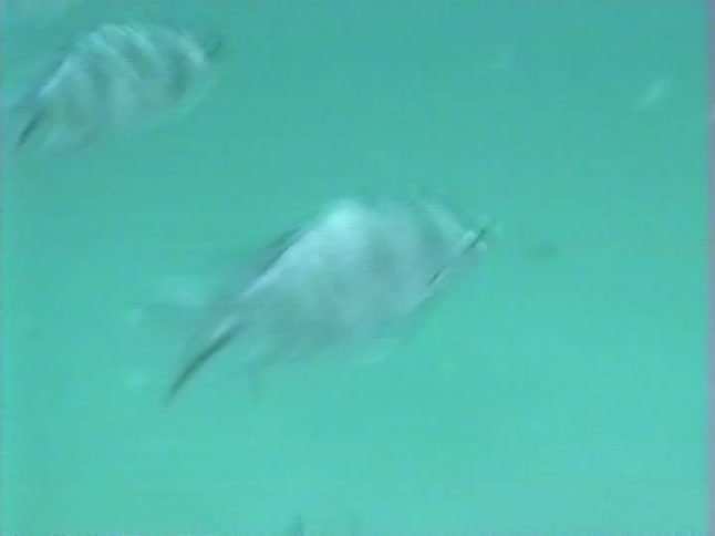 Vintage VHS footage shows a school of striped Sergeant Major fish swimming in murky green ocean water