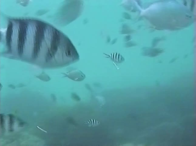 Vintage VHS footage captures a school of Sergeant Major fish swimming in murky green water over a coral reef