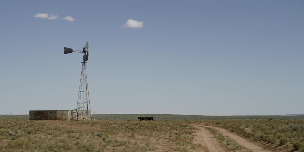 Cows wander in a desert landscape toward a windmill