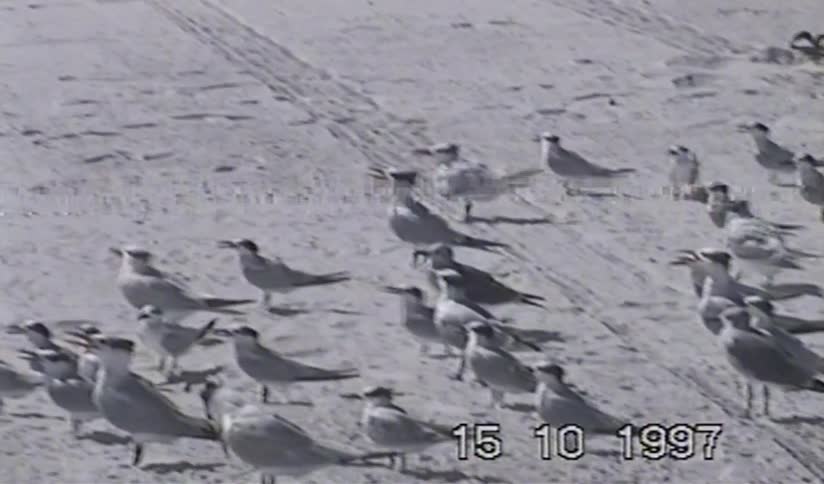 A flock of seabirds congregates on a sandy beach in grainy, vintage home video footage from 1997