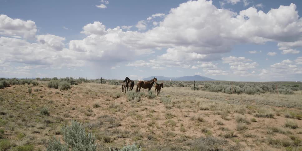 Horses standing out in pasture on cloudy day