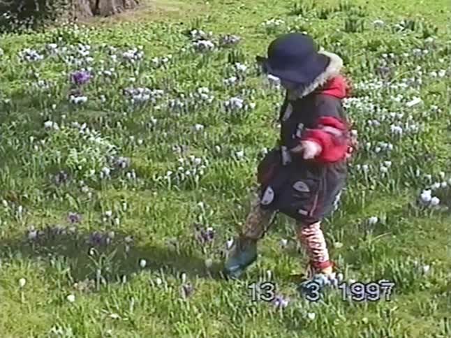 A little girl wearing a big coat and hat wanders through a sunny meadow filled with blooming purple and white crocus flowers