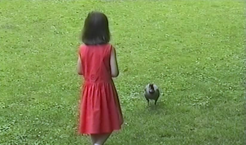 Vintage footage of a little girl in a red dress smiling as a goose walks towards her in a grassy park