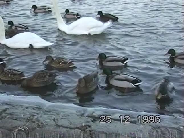 A smiling young girl in a red coat watches a flock of ducks and swans on a partially frozen river in a 1990s home video