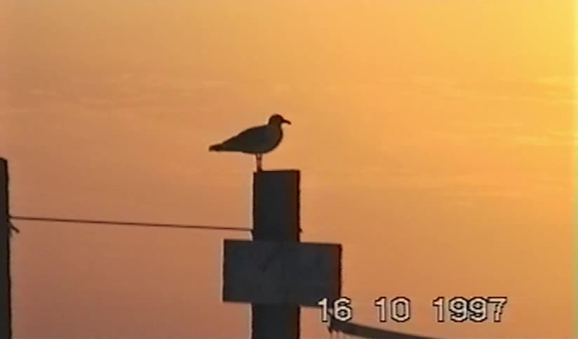 Vintage 1997 footage captures a beautiful sunset over the ocean, zooming in on a seagull perched on a beach volleyball post