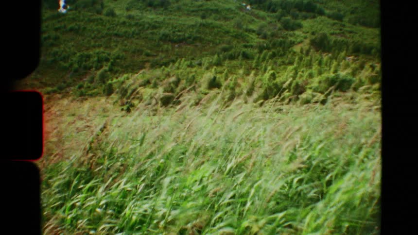 Vintage 8mm film captures the wind blowing through tall grass on a hillside and wildflowers on a cliff overlooking the ocean