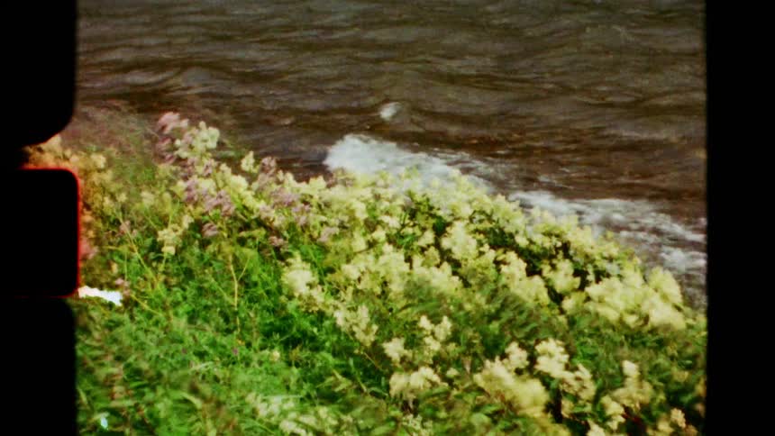 Vintage 8mm film captures wildflowers blowing in the wind on the edge of a shoreline as gentle waves roll in