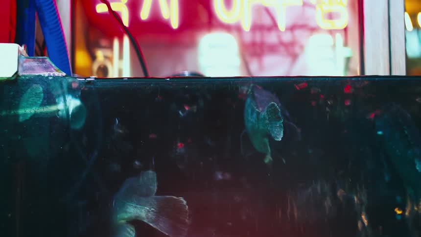 Live fish swim around in a dark restaurant tank at night, illuminated by the colorful glow of a neon sign