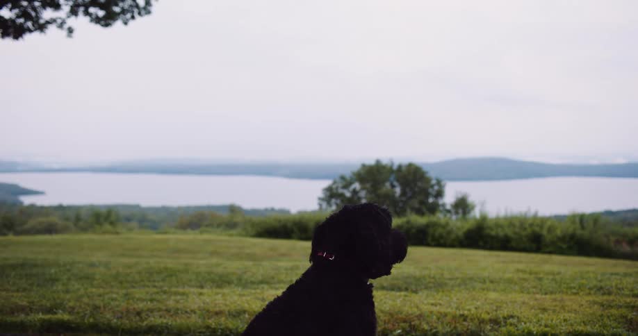 A fluffy black dog sits calmly on a grassy hilltop, enjoying the serene view of a large lake on an overcast day