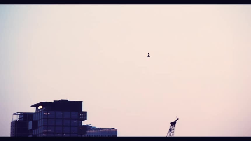 A single bird gracefully soars in slow motion across a pastel-colored sky, with the camera panning from city buildings to a dark tree silhouette