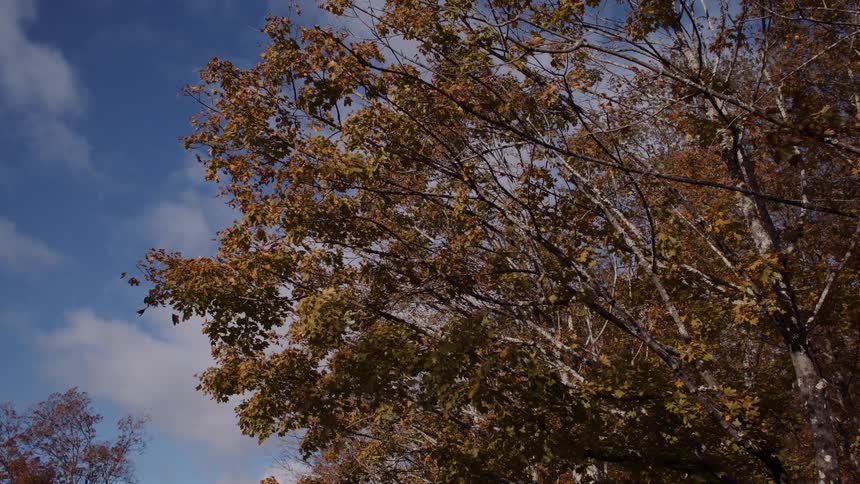 Golden autumn leaves on tree branches sway gently in the breeze against a blue sky with clouds