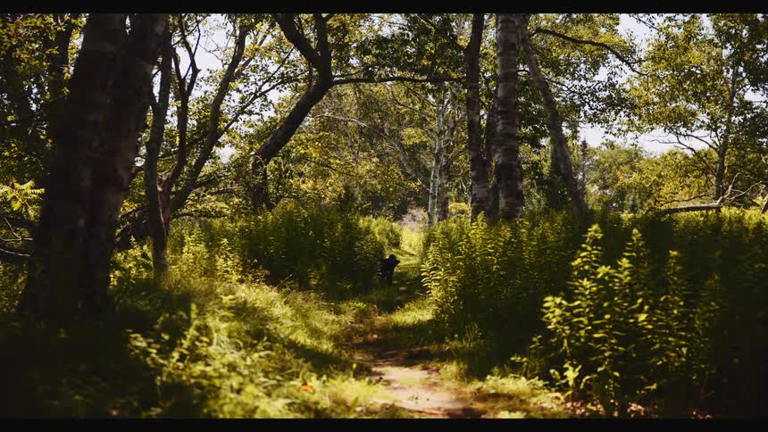 A fluffy black dog happily runs away from and then back towards the camera on a sun-dappled forest path