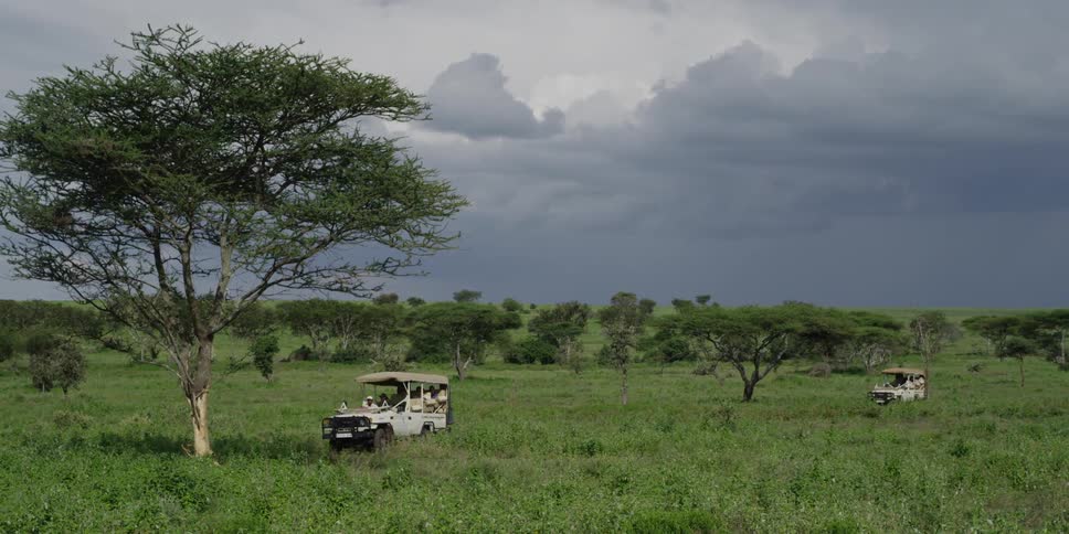 Two vehicles on a safari driving on an african savannah with storm clouds in the background